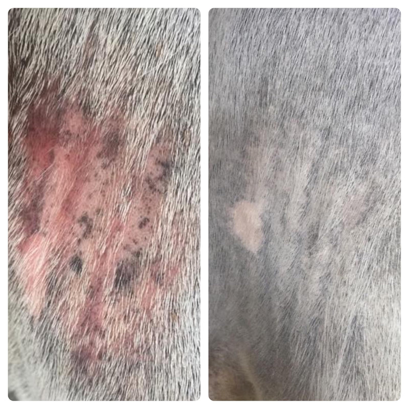 Elemental Equine Skin Salvation Spray 16oz for Horses - Helps with Mane and Tail Rubbing and Scurf, Hives, Daily Maintenance to Support a Healthy Hair Coat After Treatment of Skin Conditions. - PawsPlanet Australia