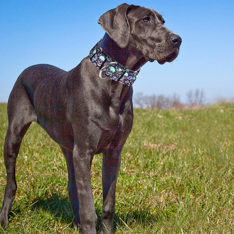 Martingale Dog Collar 1.5 Inch Wide - Heavy Duty Skull Design for Large Dogs, Adjustable Training Collar for Walking, Hunting, and Outdoor Activities - Perfect for Boys and Girls (M) 11 M Neck 15-20" - PawsPlanet Australia
