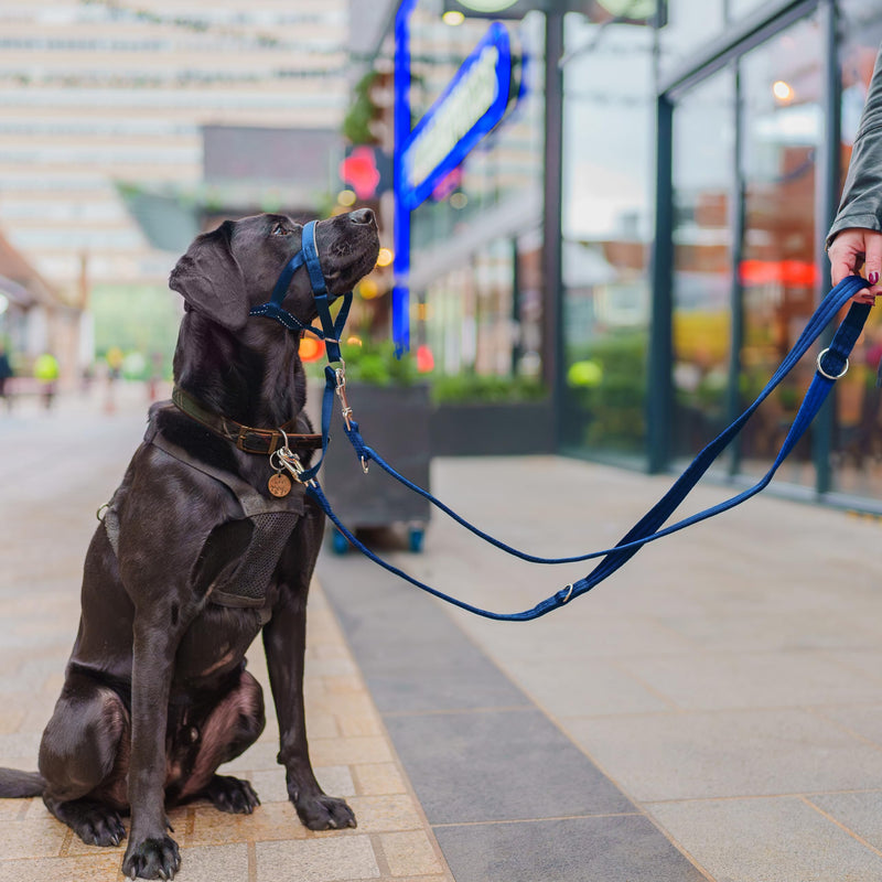 HALTI Training Leash - Multifunctional Double-Ended Dog Leash, Ideal for Anti-Pulling Dog Training. Lightweight & Durable. Suitable for Small to Medium Dogs & Puppies (Size Small, Cobalt Blue, 2m) - PawsPlanet Australia