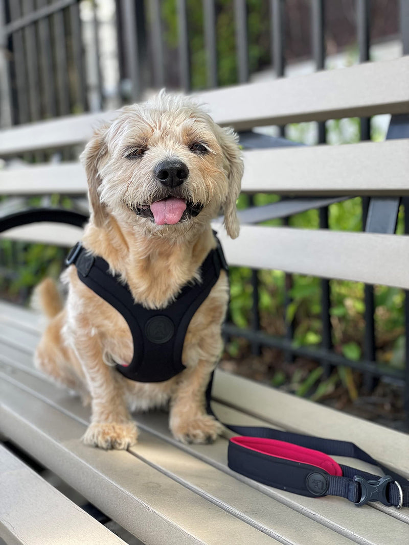 Gooby Escape Free Sport Leash - 4FT/6FT - Neoprene Dog Leash with Hands Free Option - Comfortable On The Go Leash for Small, Medium and Large Dogs Pink 4 Feet - PawsPlanet Australia