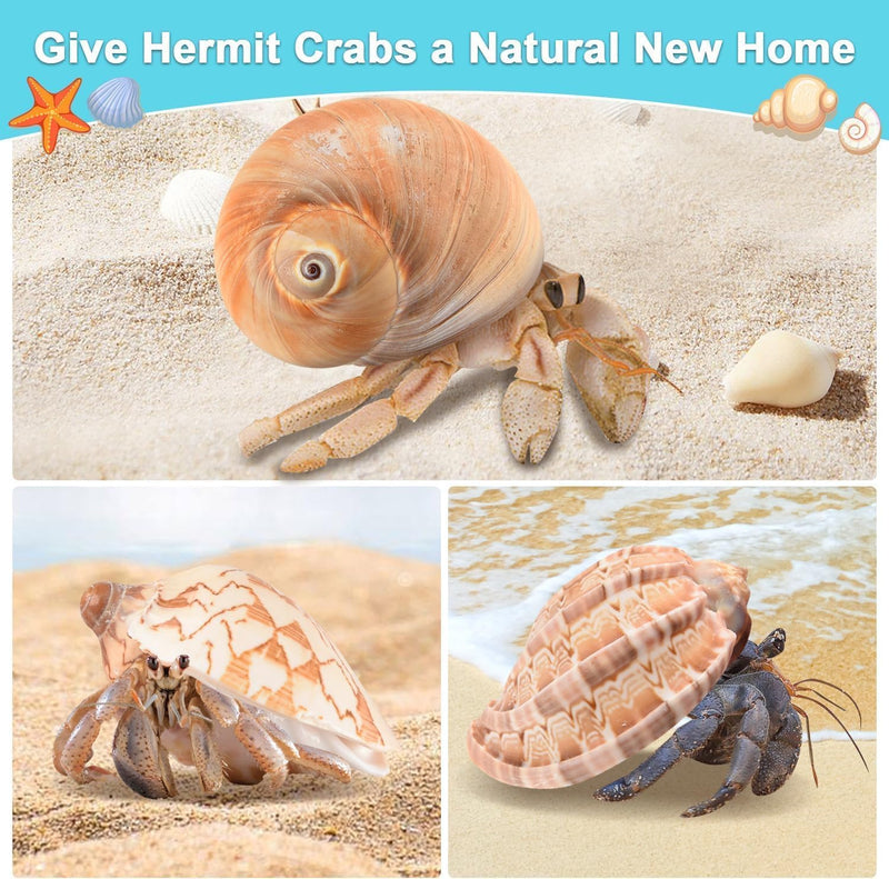 6Pcs Hermit Crab Shells Large, Natural Conch Shell Size 2.8" - 3.8", Opening Size 1.6" - 2.7", Hermit Crab Habitat, Large Sea Shells for Hermit Crab Supplies and Beach Decoration - PawsPlanet Australia