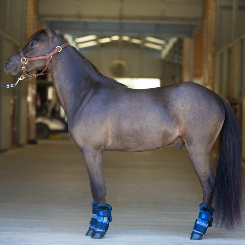 Kensington KPP Miniature Horse Fly Boots - Fly Pony Horse Boots Perfect for Equine Leg Wraps and Maximum Horse Fly Protection 181-Kentucky Blue