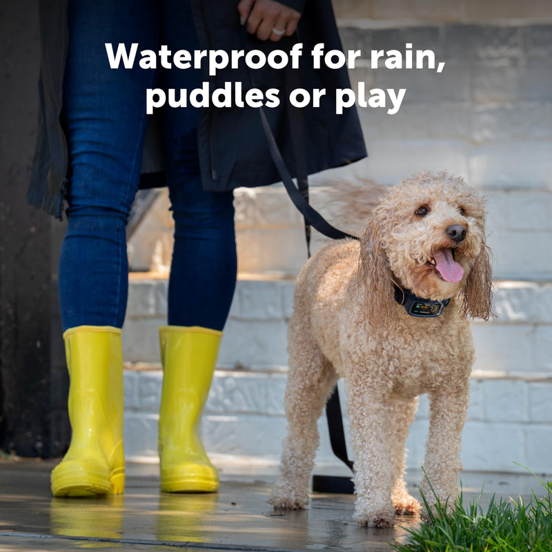 PetSafe Core Digital Dog Bark Collar – Waterproof Anti-Bark Training Device – Tone, Vibration and Static Correction – Illuminated Digital Display – for Small Medium or Large Dogs 8 lb. and Up - PawsPlanet Australia