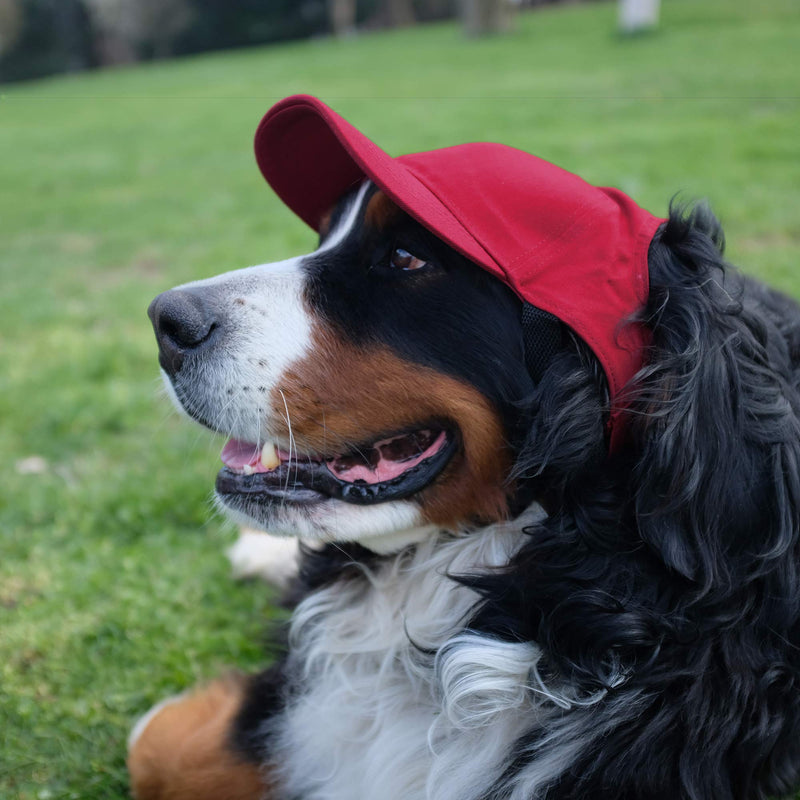 Littlearth NFL Pet Baseball Hat - Officially Licensed Teams, Sizes: XS - XL Large San Francisco 49ers - PawsPlanet Australia