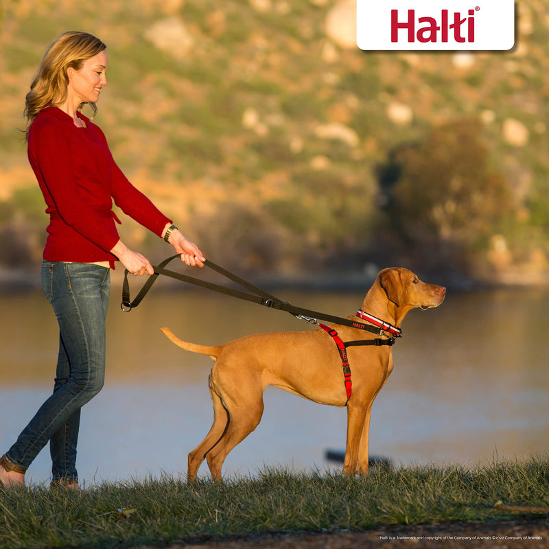 HALTI Front Control Harness, Size Medium, Bestselling Professional Dog Harness to Stop Pulling on the Lead, Easy to Use, Anti-Pull Training Aid, Front Leading No Pull Harness for Medium Dogs - PawsPlanet Australia