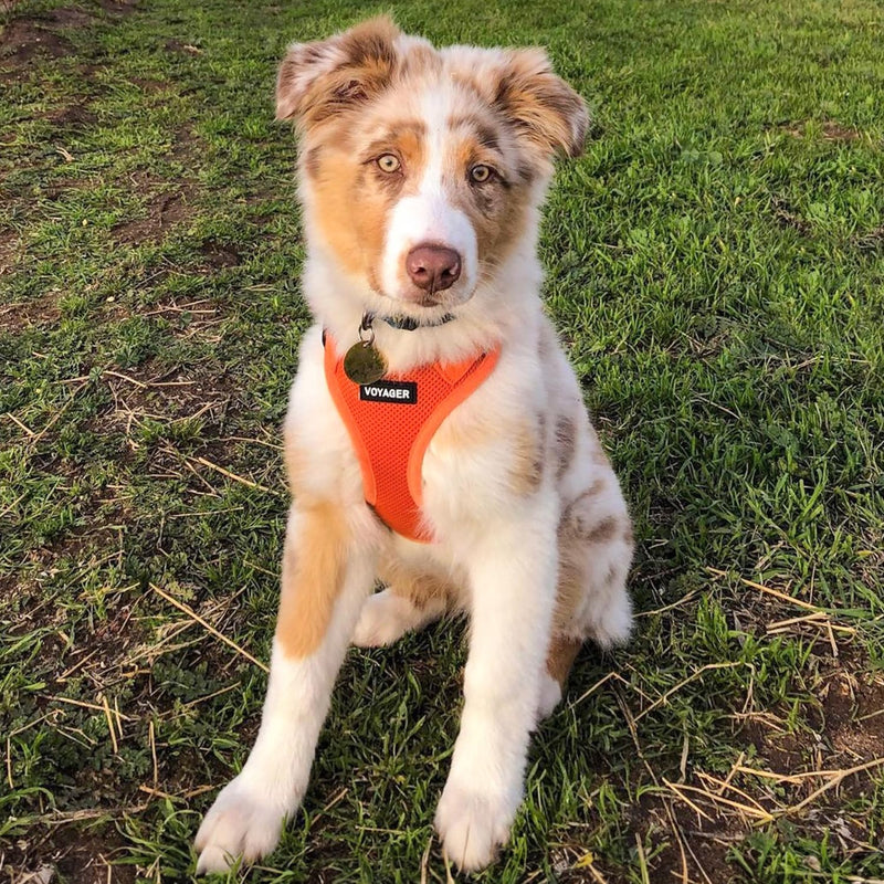Voyager Step-In Air Dog Harness by Best Pet Supplies - All Weather Mesh Step in Vest Harness for Small and Medium Dogs, Orange, size L - Chest: 18 - 20.5" Harness (Orange) L (Chest: 18 - 20.5")