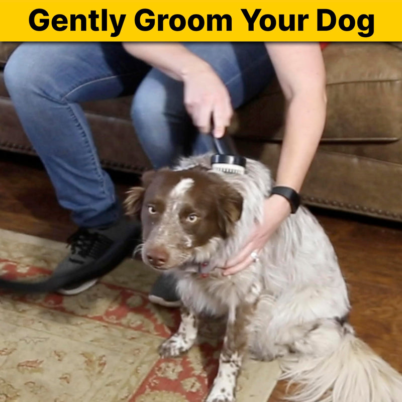 Shop-Vac 9190400 Dog Grooming Tool, 1.25 Inch Diameter, Soft Bristles for Gentle Pet Grooming and Vacuuming, (1-Pack) 1-1/4-Inch - PawsPlanet Australia