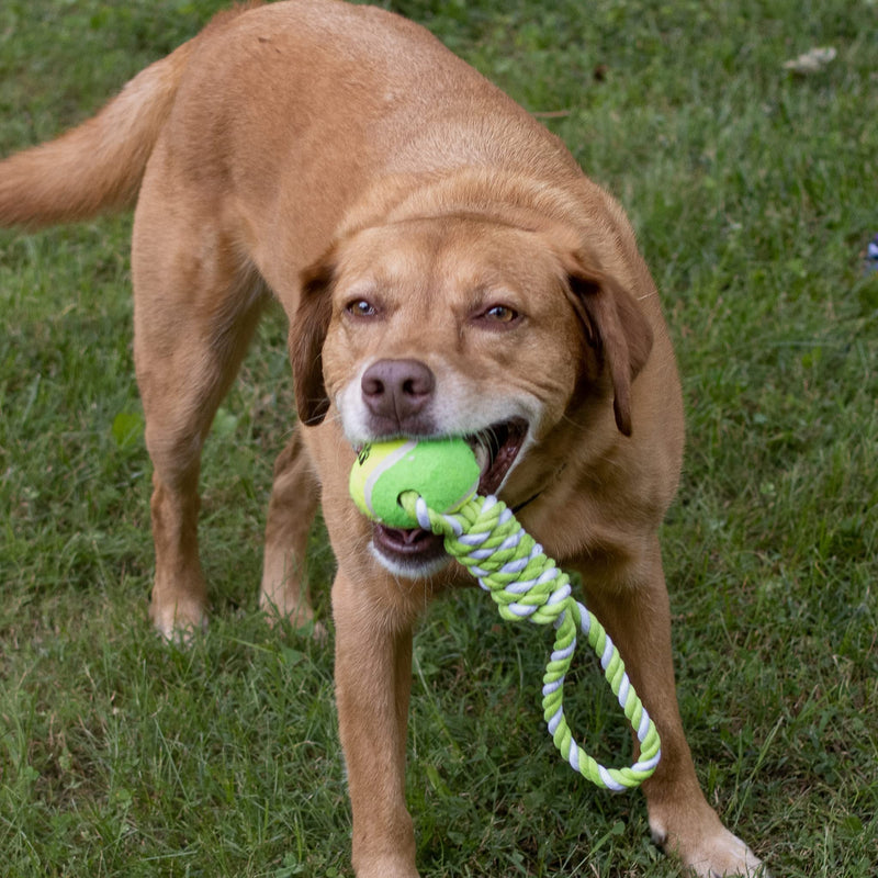 Dog Toys Rope Large Dog Chew Toys, Indestructible Rope Dog Toys Tough Dog Toys for Aggressive Chewers Large Breed, Medium Dogs, Cotton Puppy Teething Chew Tug Toy Ball Rope - PawsPlanet Australia