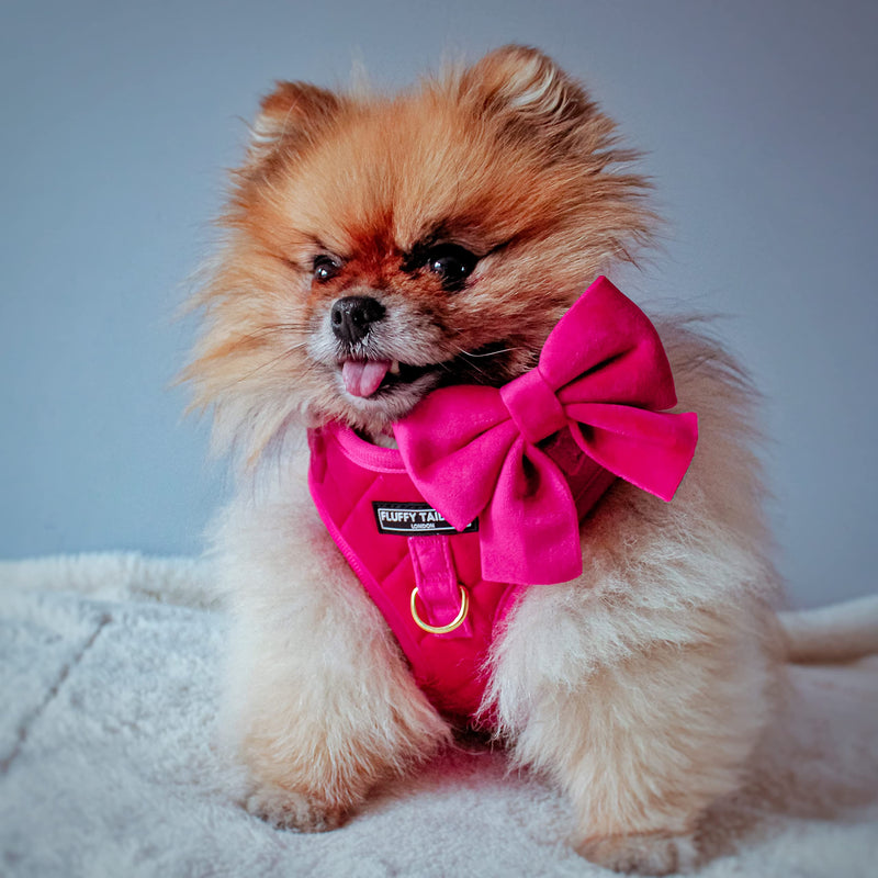 Pretty in Pink Velvet Adjustable Dog Collar With Detachable Backed Bow Tie(Extra Small) Extra Small - PawsPlanet Australia