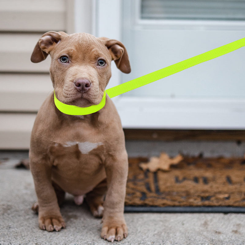 Slip Lead Dog Leash - 10 pcs Colorful 6 FT Short Dog Leashes with O-Ring for Small Large Dogs Puppy Cats Walking Training Running Rescues Grooming Shelter,etc. - PawsPlanet Australia