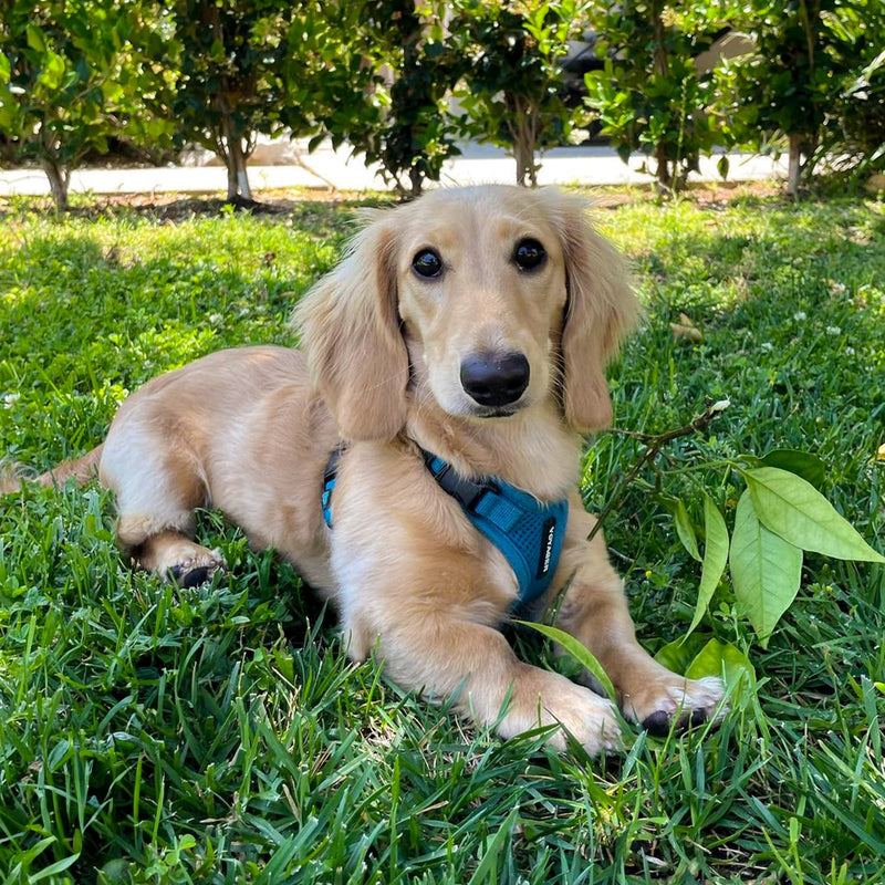 Best Pet Supplies Voyager Step-In Lock Pet Harness – All Weather Mesh, Adjustable Step In Harness for Cats and Dogs by - Turquoise (Matching Trim), XS (Chest: 11-16" * Fit Cats) Harness (Turquoise) XS (Chest: 13 - 16")