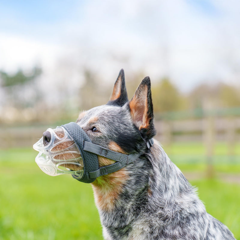 Baskerville INVISA Basket Dog Muzzle - Patented Humane Design with Facial Visibility,Padded Nose Band,Dog can Pant and Drink, Prevents Biting and Scavenging.Muzzle for Medium-sized Dogs (Size 3),Clear - PawsPlanet Australia