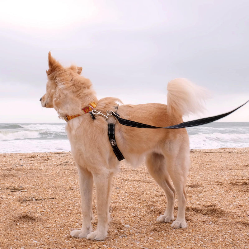 Thunder Leash, Large L