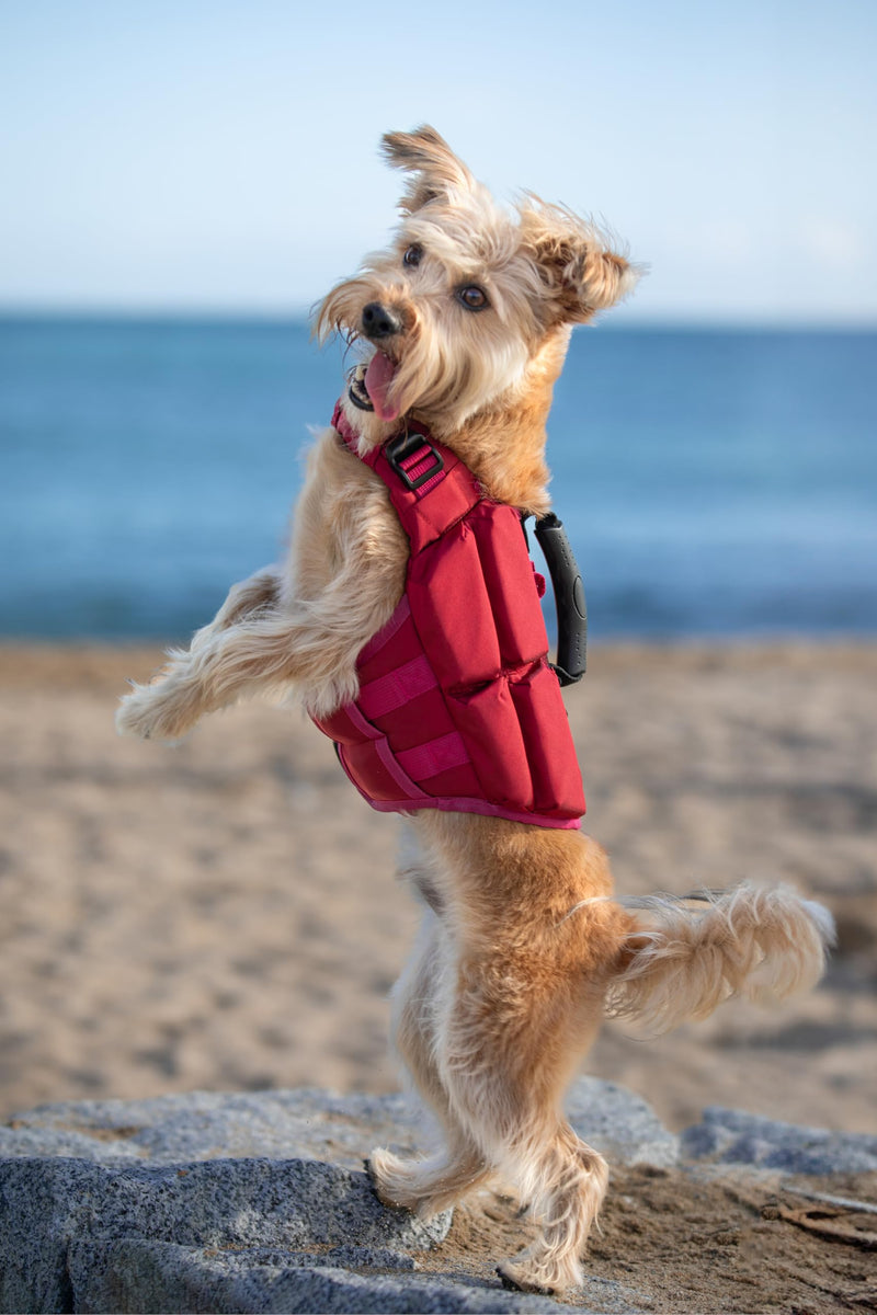 NOAH & PAW Dog Life Jacket, Human Standards Lifejacket Design, Dog Life Vest for Swimming and Boating, 3X Foam Support for Max Floating, Breathable Mesh, Salvavidas para Perros, Size XS 4 Cubes - PawsPlanet Australia