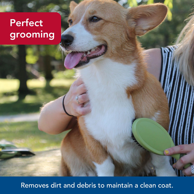 Coastal Pet - Safari - Bristle Dog Brush, Brush, Large (9" L x 2.625" W) - PawsPlanet Australia