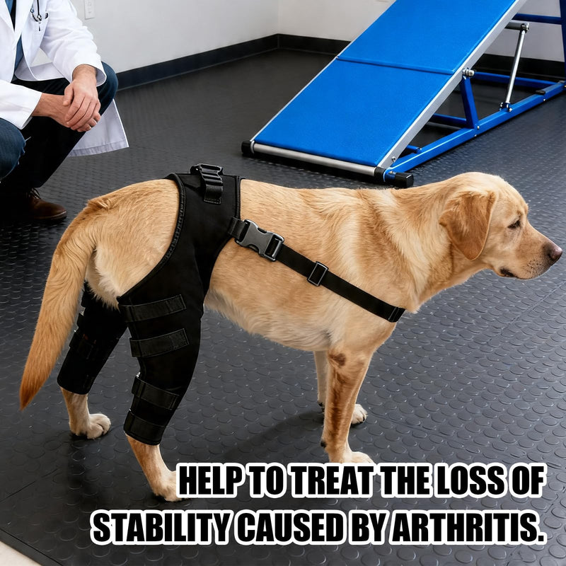 Dog Leg Brace for Back Leg Knee Support Targets Torn A CL Cruciate Ligament Issues Osteoarthritis Luxating Patella Adjustable Pet Knee Brace for Dogs (HJ25 rear double leggings black L) HJ25 rear double leggings black L