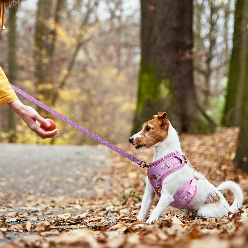 Cute Dog Collar, Harnesses & Leash Set with Gold Colored Metal Components – Breathable and Adjustable Dog Collar and Leash Set with Bowtie - Soft Dog Vest Harness for Puppies Small and Medium Dogs - PawsPlanet Australia