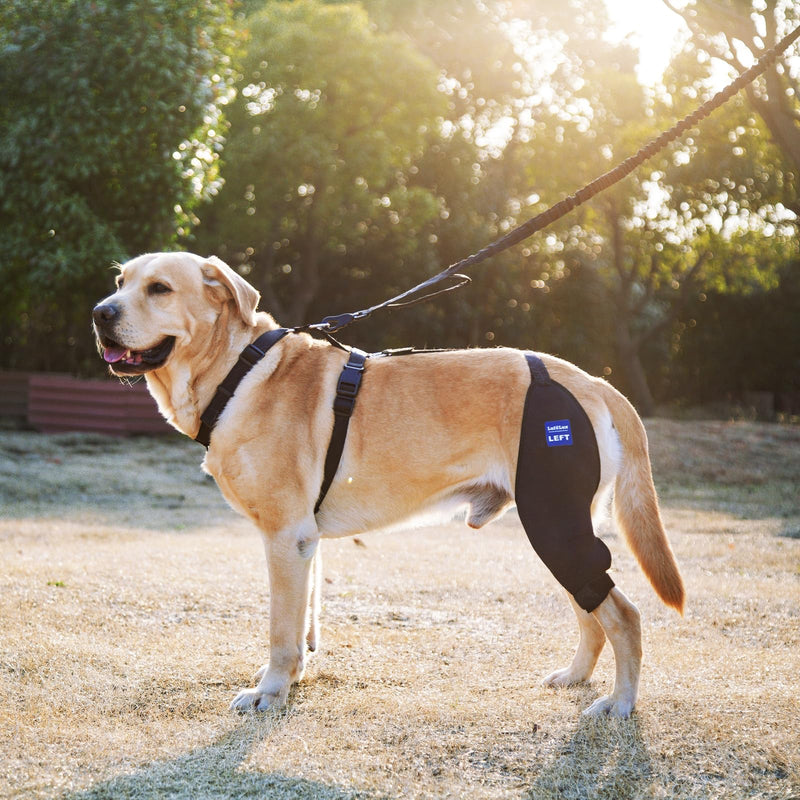 Dog Knee Brace with Harness and Connection Belt, Lightweight and Stretchable, Support for Torn ACL Hind Leg, Luxating Patella, Reduces Arthritis Pain and Inflammation (XX-Small) XX-Small