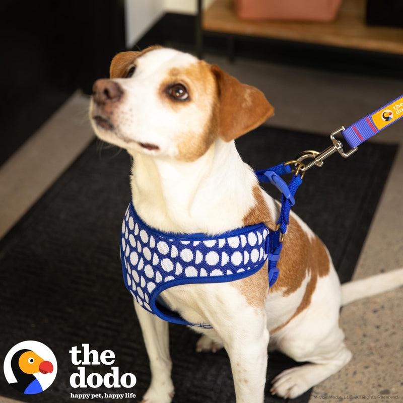 The Dodo Dog Harness, Blue Dodo Print, Size Medium; Easy Step-in Harness for Dogs; Breathable Mesh Fabric; Snap-Together, Pinch Release Buckle, Ring for Leash Attachment; Everyday Pet Apparel - PawsPlanet Australia