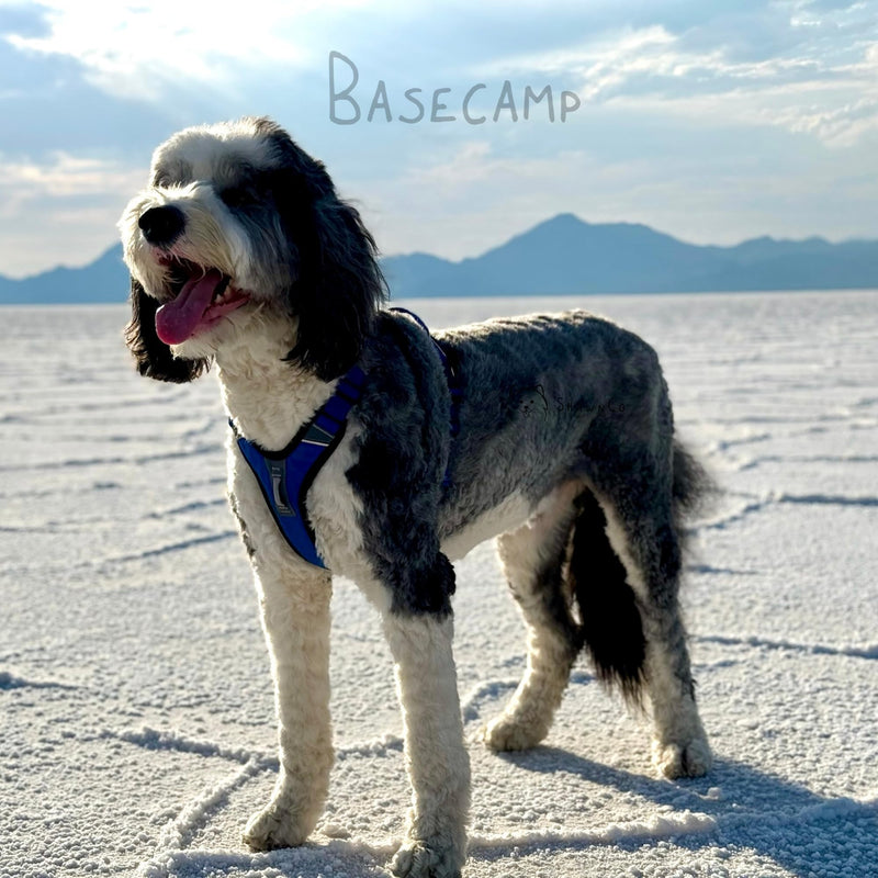 ShawnCo Basecamp Dog Harness, No-Pull Pet Vest with 3 Leash Clips, Padded, Reflective, Lightweight and Adjustable Harness with Handle for Small, Medium and Large Dogs (Midnight, S) Midnight - PawsPlanet Australia