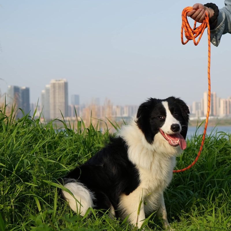 NTR 50FT Dog Long Leash, Rope Leash with Swivel Lockable Hook and Comfortable Padded Handle, Training Lead for Walking, Hunting, Camping, Backyard Small Medium Large Dogs, Orange 50ft*3/8"