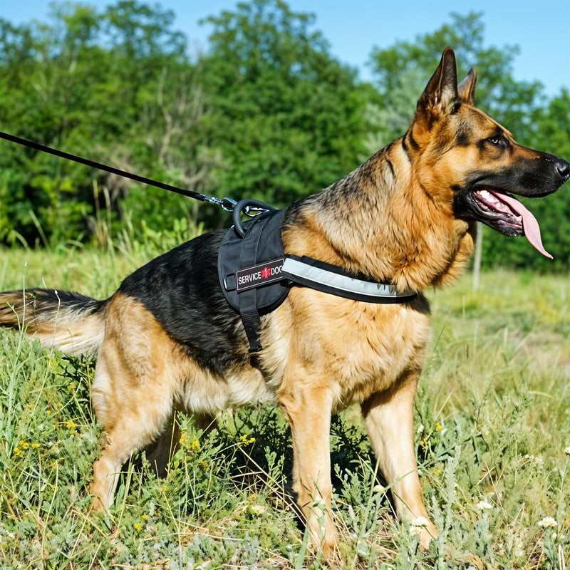 2Pcs Service Dog Patches, Removable Emotional Support Dog Harness Patches for Vest, Black in Training Dog Patch, Working Dog Applique Tactical Dog Equipment Service Dog Patch for Collar Leash (4×2'') - PawsPlanet Australia