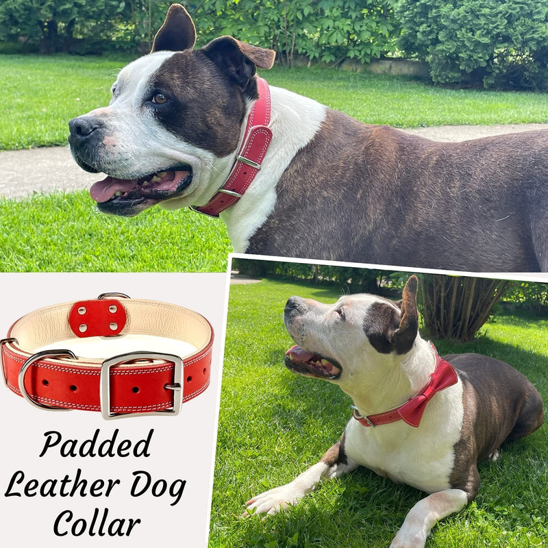 ADITYNA Heavy-Duty Leather Dog Collar for Extra-Large Dogs - Soft Padded for Comfort - XL Dog Collar for Walking, Training, and Hiking Red Extra-Large: Fit 22-30" Neck - PawsPlanet Australia