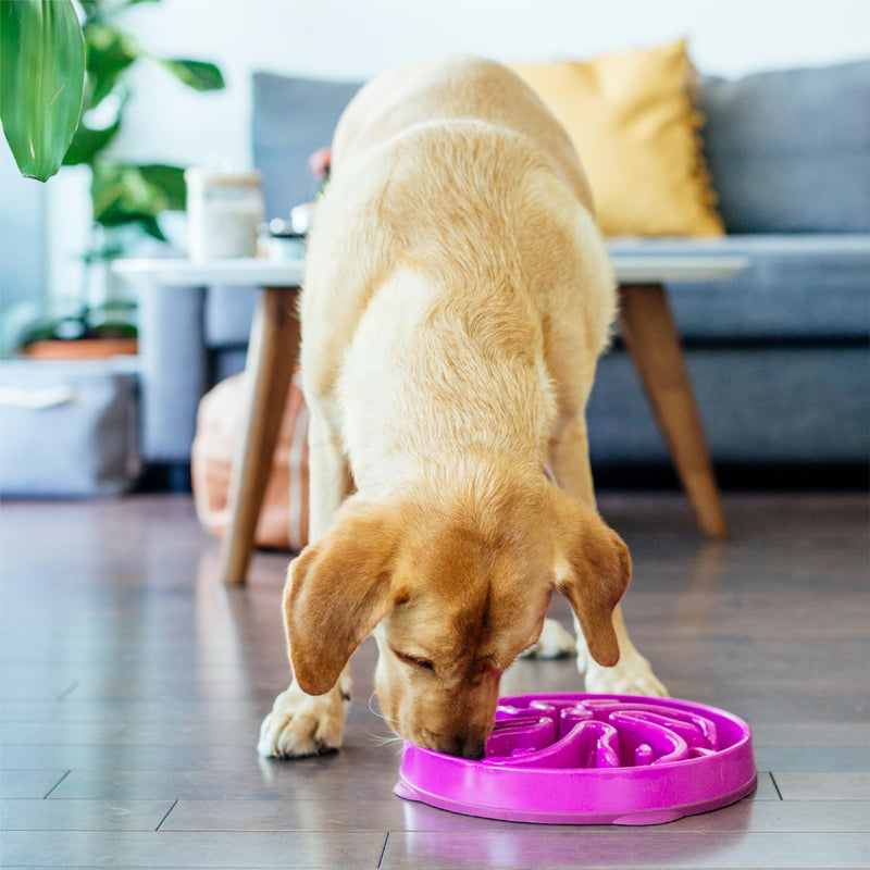 Outward Hound Fun Feeder Slo Bowl, Large Slow Feeder Dog Bowl, 4 Cups, Purple - PawsPlanet Australia
