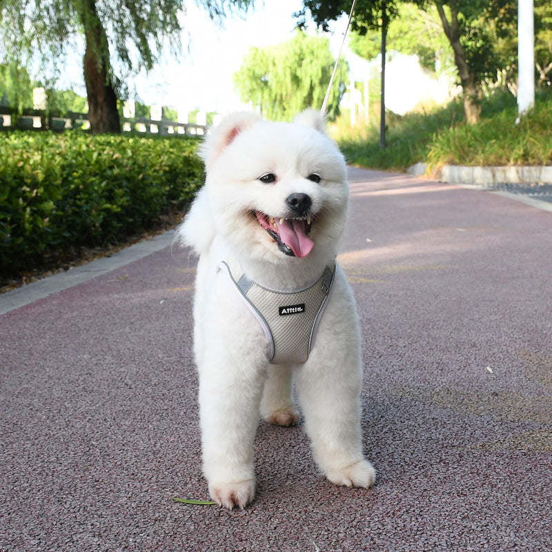 AIITLE No Pull Dog Harness and Leash Set, Step in Adjustable Dog Harness with Padded Vest for All Weather, Reflective Pet Harness, Easy to Put on Small Dogs Beige S S(Chest: 13.5 - 16") - PawsPlanet Australia