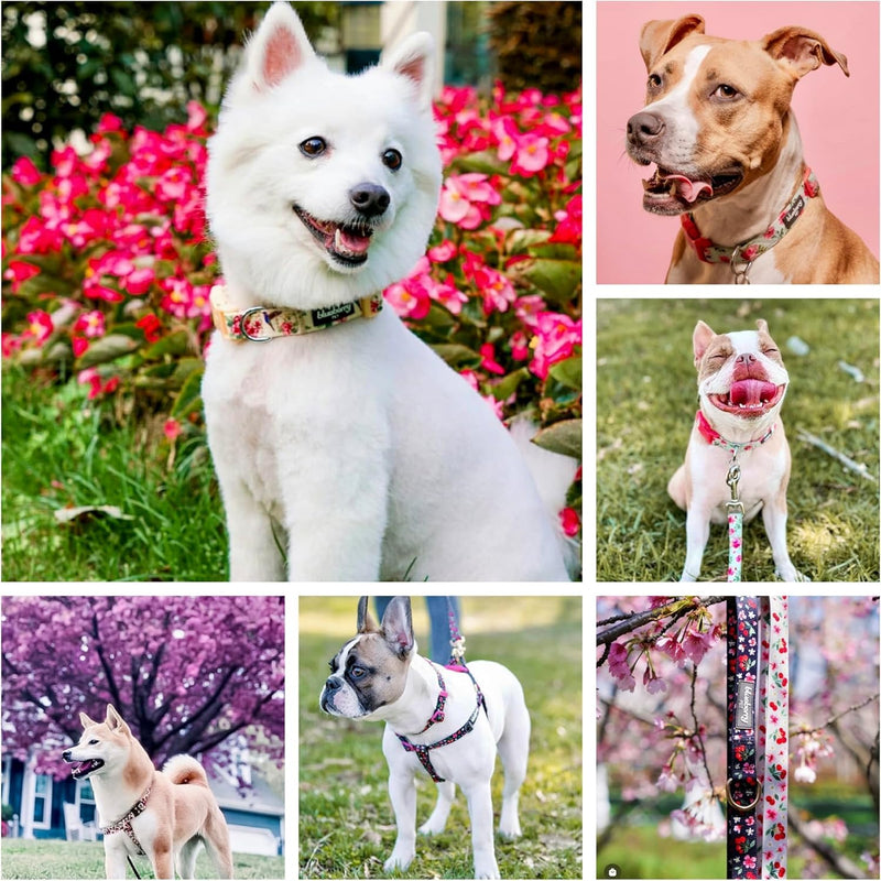 Blueberry Pet Dog Collar Rose Print, Adjustable Medium Dog Collars for Medium Dogs, Large & Small Dogs, Puppy Collar, Pink Dog Collar for Girls, Eco-Friendly, 14.5-20 in Neck Irish Blue - PawsPlanet Australia