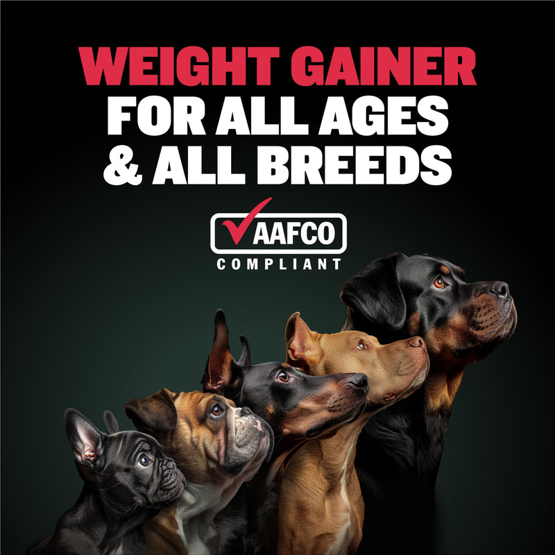 Bully Max Dog Weight Gainer Soft Chews for Puppies and Adults - High Calorie Dog Food Performance Supplement for Healthy Weight Gain, Immunity & Digestion - 75 Chews for All Breeds & Ages - 300g Pack 1 Pack - PawsPlanet Australia