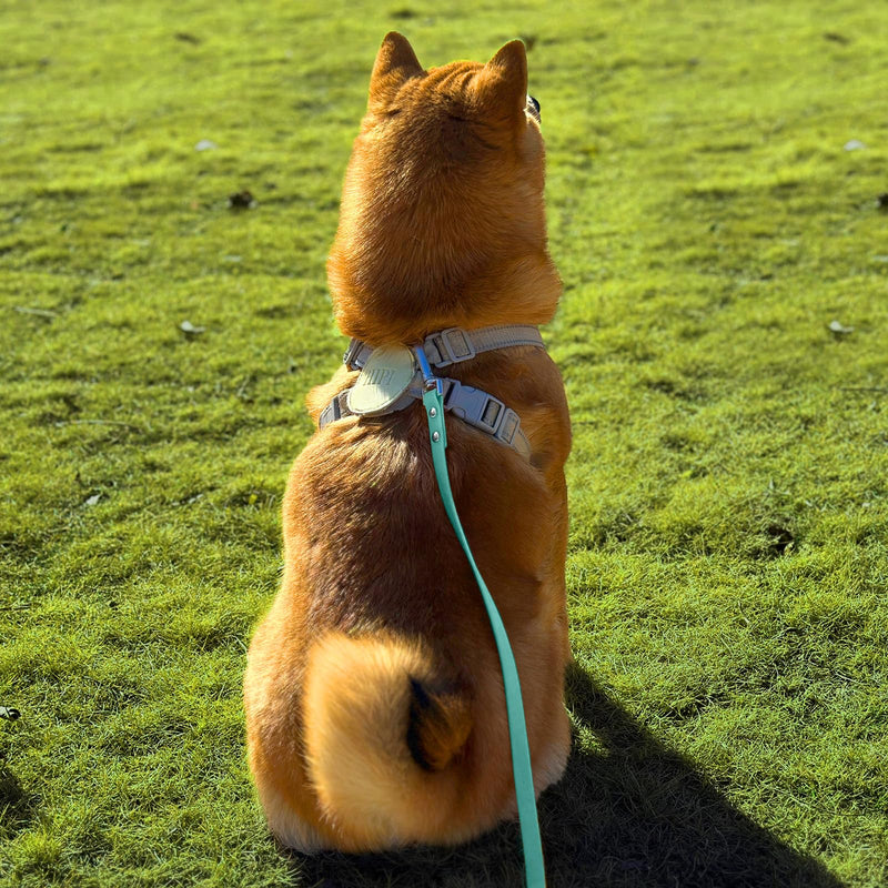 Dog Training Long Leash Waterproof Long Line Heavy Duty Outdoor Recall Lead 10ft 15ft 20ft 30ft 50ft for Small Medium Large Dog (Mint Green, 10FT) Mint green - PawsPlanet Australia