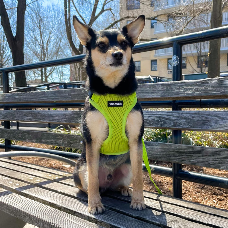 Voyager Step-in Lock Dog Harness w Reflective Dog Leash Combo Set with Neoprene Handle 5ft - Supports Small, Medium and Large Breed Puppies/Cats by Best Pet Supplies - Lime Green, XS Harness Leash Set (Lime Green) XS (Chest: 13 - 16" * Fit Cats) - PawsPlanet Australia