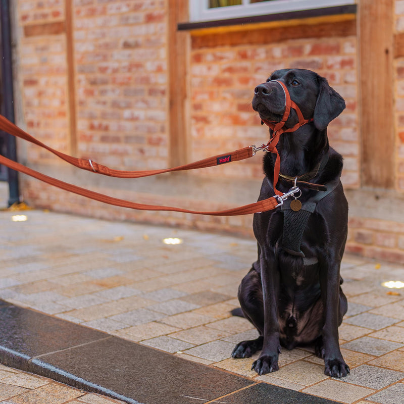 HALTI Training Leash - Multifunctional Double-Ended Dog Leash, Ideal for Anti-Pulling Dog Training. Lightweight & Durable. Suitable for Medium to Large Dogs & Puppies (Size Large, Burnt Orange, 2m) - PawsPlanet Australia