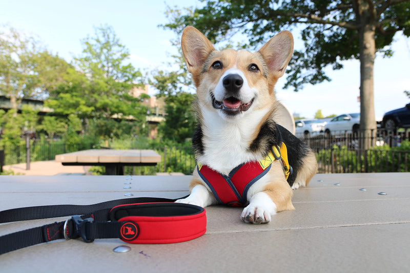 Gooby Escape Free Sport Leash - 4FT/6FT - Neoprene Dog Leash with Hands Free Option - Comfortable On The Go Leash for Small, Medium and Large Dogs Pink 4 Feet - PawsPlanet Australia