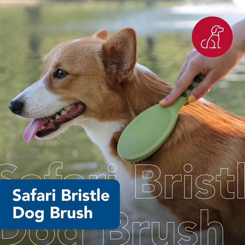 Coastal Pet - Safari - Bristle Dog Brush, Brush, Large (9" L x 2.625" W) - PawsPlanet Australia