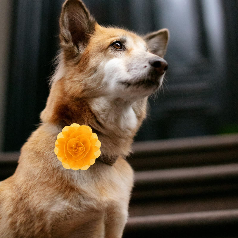 10 PCS Dog Collar Flower Accessories Pet Charms, 3.15 Inch Colorful Pet Charms Puppy Pet Flower Collars for Dogs, Cats Grooming Accessories - PawsPlanet Australia