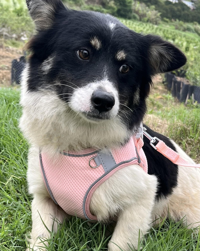 Dog Harness for Small Medium Sized Dog, Step in Puppy Harness and Leash Set Training Walking. (Peach, M) Peach - PawsPlanet Australia