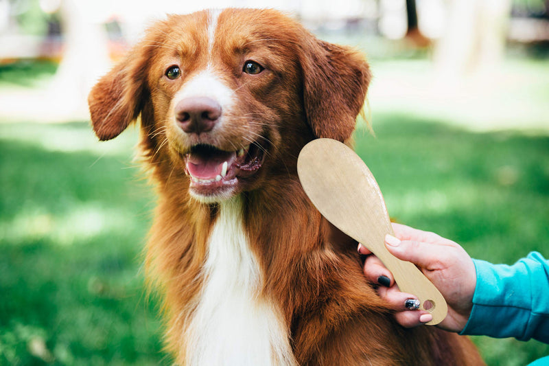 Pets First Deluxe 3 Piece Pet Brush & Comb Grooming Set - Luxury Grooming Set for Pets - Flexible Rubber Sleeve + Short Hair Pet Comb + Double Sided Detangling Brush - PawsPlanet Australia