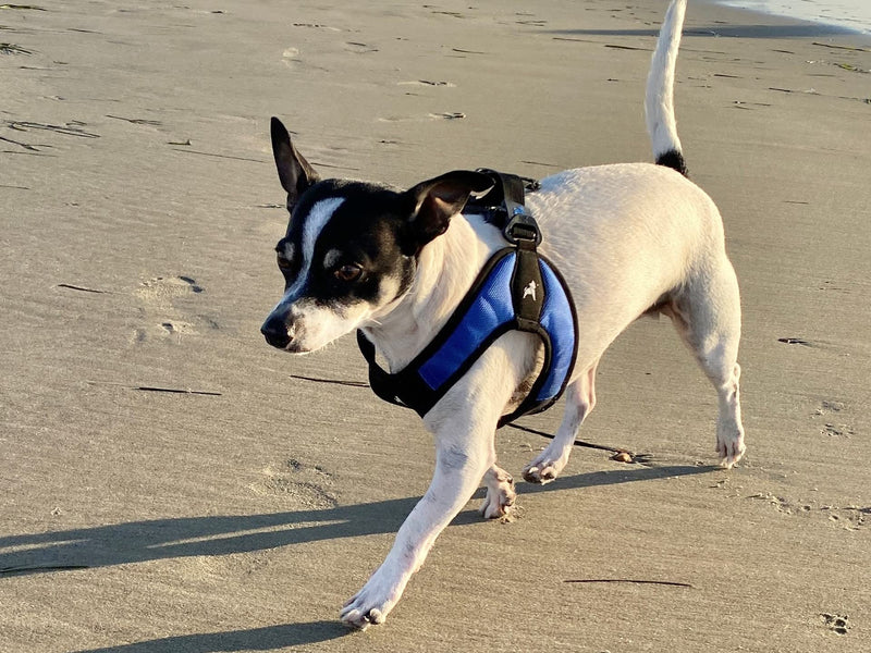 Gooby Escape Free Easy Fit Harness - Blue, Small - No Pull Step-in Patented Dog Harness with Quick Release Buckle for Small to Medium Dogs Small chest (16~19.25")