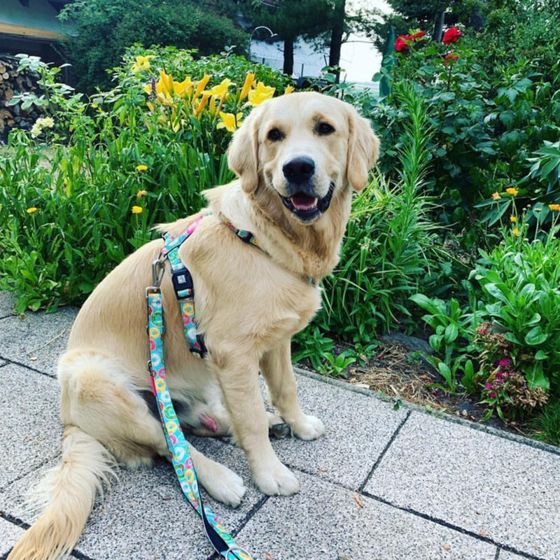 Max & Molly H Comfort Fit Dog Harness – Soft Neoprene Padding, Easy Step-In Design, Durable Metal Parts, Dual D-Rings for Enhanced Control – Perfect for Secure, Comfortable Walks - PawsPlanet Australia