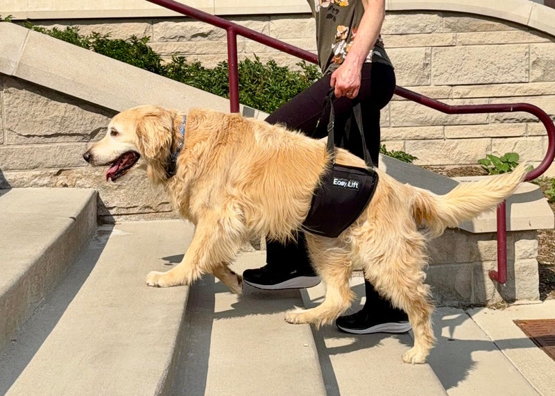 Easy Lift Dog Support Sling, Rear Hind Leg Harness for Injured & Senior Dogs, or Surgery Recovery & Rehabilitation, Padded for Comfort, Ergonomic Design, Machine Wash & Dry (Large/Extra Large) Large / Extra Large