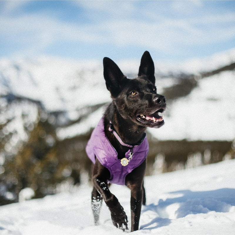 Kurgo Loft Dog Jacket - Reversible Cozy Coat for Outdoor Adventures - Water Resistant - Athletic Fit - Machine Washable Fabric - Reflective Dog Gear - X-Small - Deep Violet Extra Small Deep Violet/Charcoal - PawsPlanet Australia