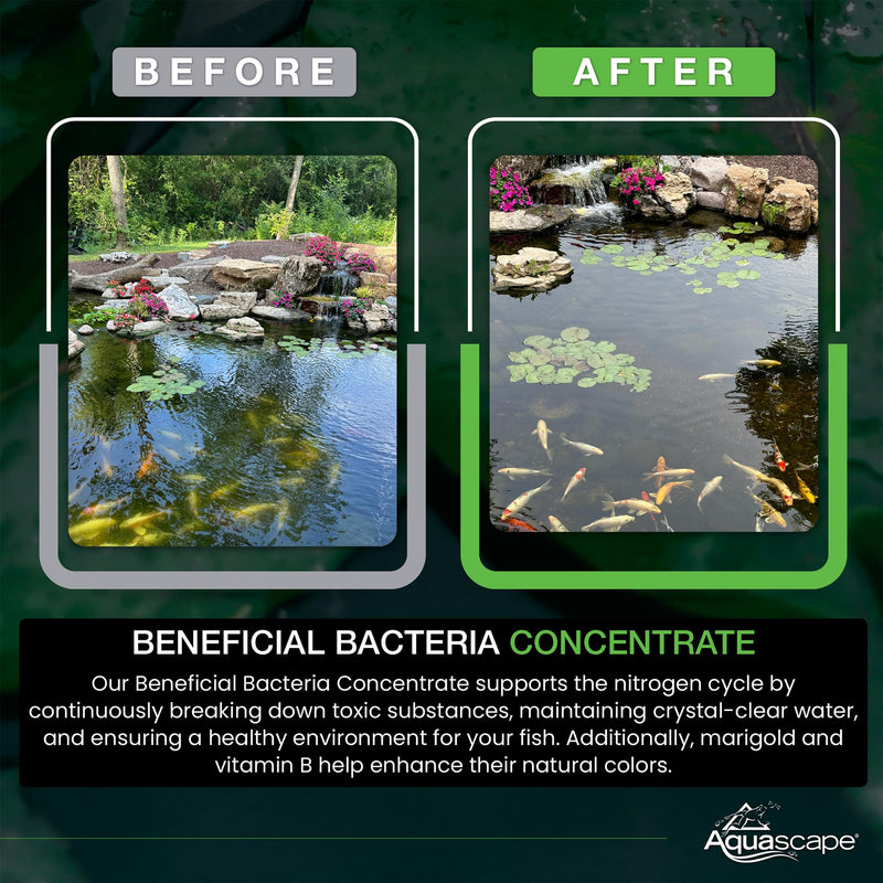 Aquascape Beneficial Bacteria Concentrate for Pond and Water Features, 1.1-Pound, 98949 1.1 lb - PawsPlanet Australia