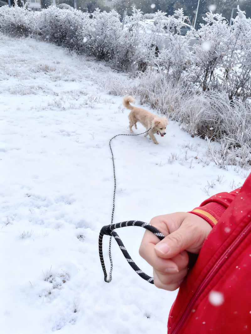 12FT Long Slip Lead Leash, 20ft 30ft 50ft Reflective Rope Training Lead No-Choking for Medium Dogs Small Puppy Pets Behavior Active Playing (Blue) 1/3 in x 12ft Blue - PawsPlanet Australia