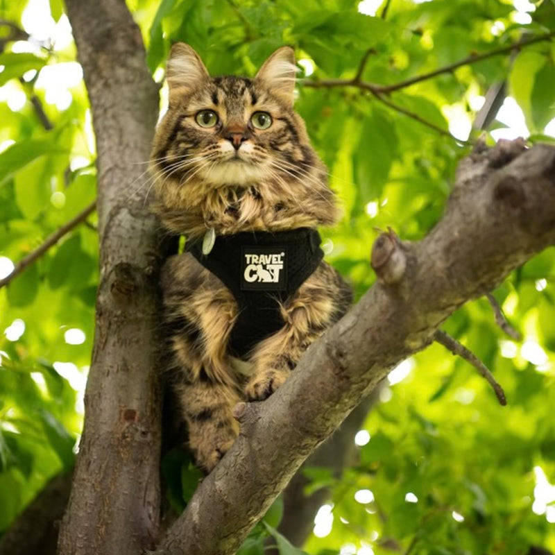 Travel Cat Harness and Leash Set - Adjustable Fit Mesh Cat Harness and Reflective Strap - Comfort Walking Vest for Kitten for Outdoor Walking, Hiking (Small, Black) Small