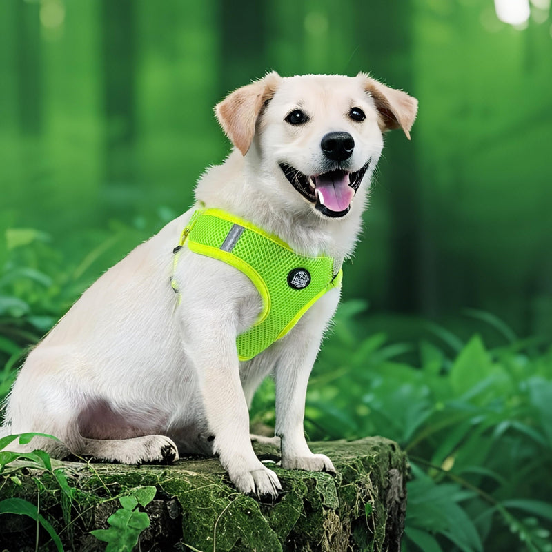 Dog Harness, Adjustable Mesh Pet Vest with Buckle Closure (Green, S) Green - PawsPlanet Australia
