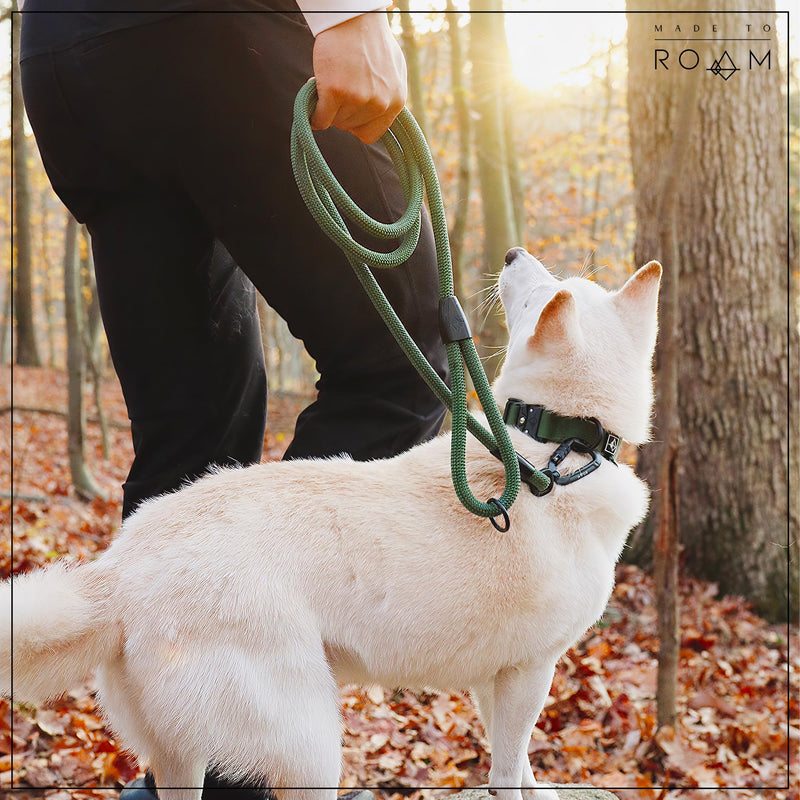 Premium Explorer Leash - Climbing Rope Leash with Autolocking Aviation Aluminum Carabiner - Colorado Nightsky, 6ft 6 Feet - PawsPlanet Australia
