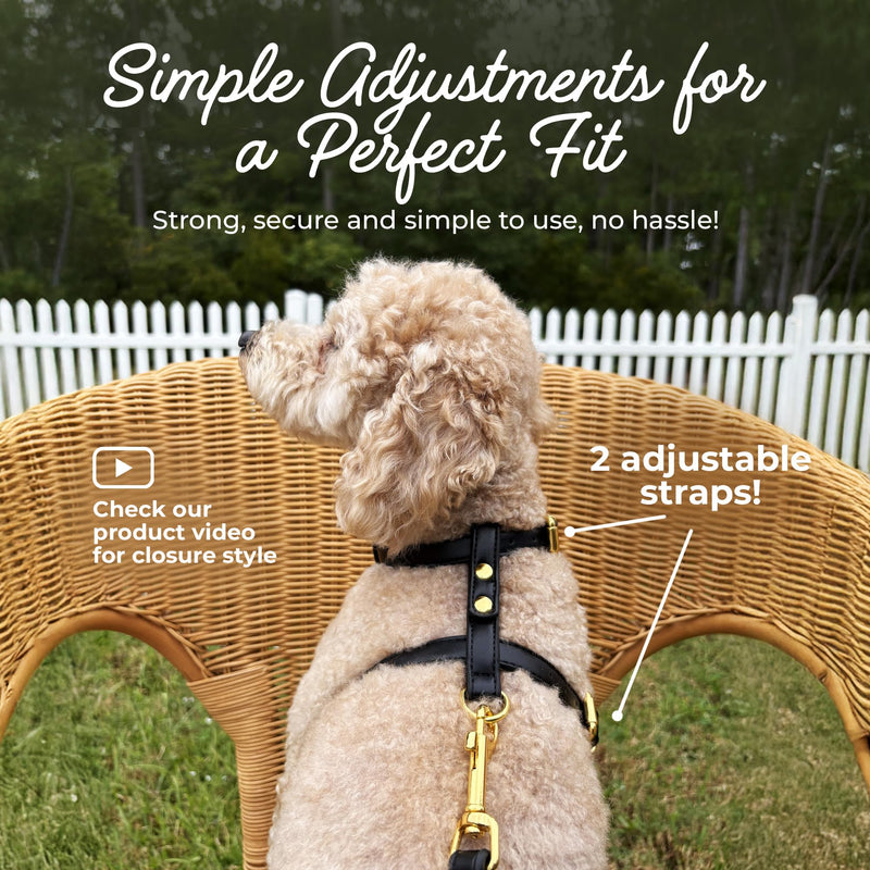 Luxury No Pull Dog Harness and Leash Set, PU Leather Escape-Proof design, Anti-Choke Comfort, Front/Back Attachment, Essential Pet Supplies for Everyday Walks & Training (Harness Leash Set -Black, XL) Harness Leash Set -Black XL-ExtraLarge - PawsPlanet Australia
