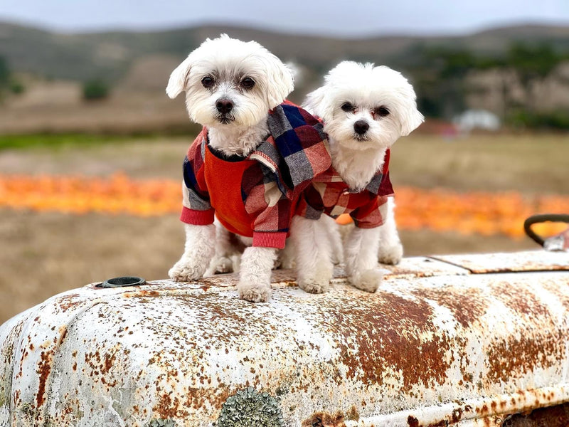 Fitwarm Dog Plaid Shirts Doggie Clothes Puppy Hoodies Cat Hooded T Shirts Pet Outfits Cotton Orange Large